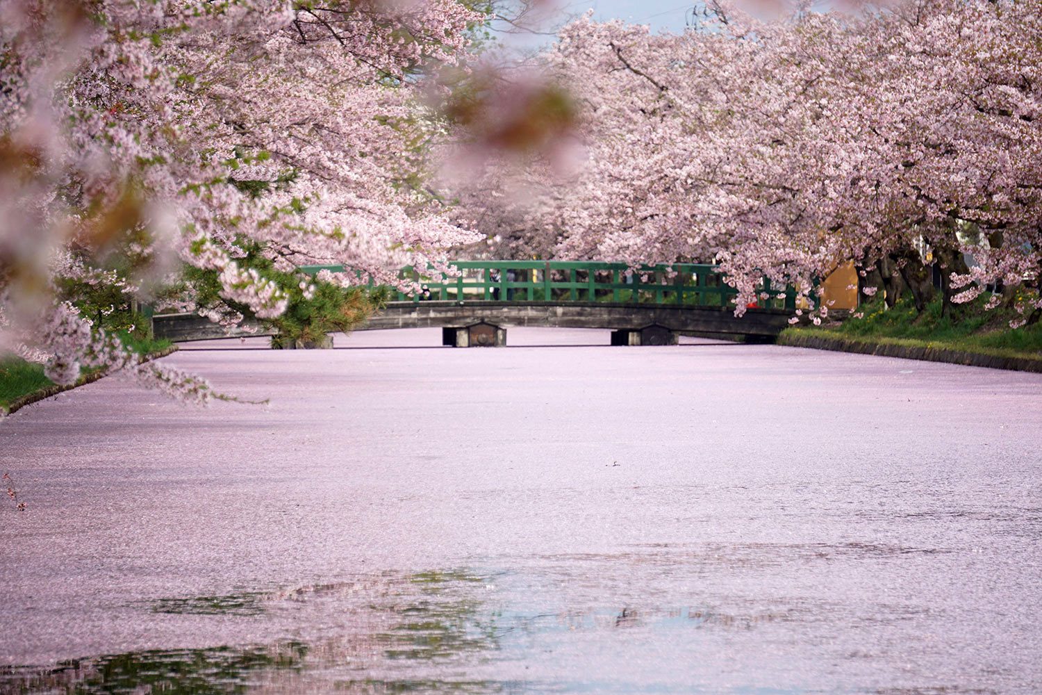 Hanaikada in Hirosaki Park