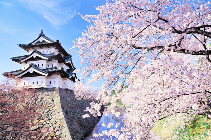 Hirosaki Castle and cherry blossoms