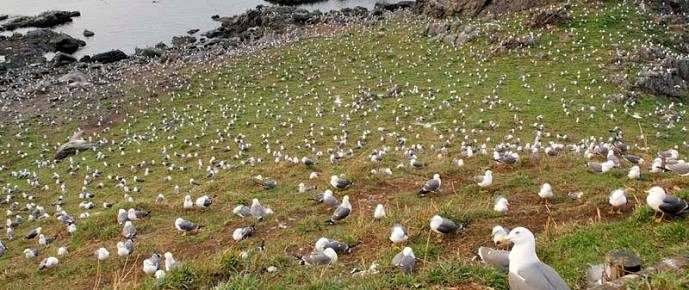 Kabushima and black-tailed gulls