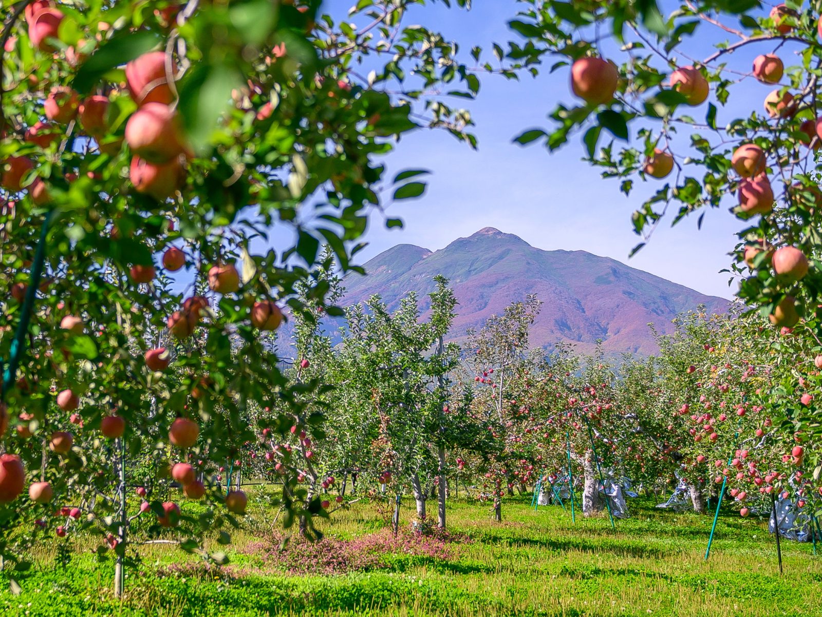 An apple orchard