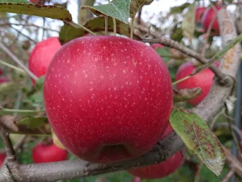 Ripe red apples