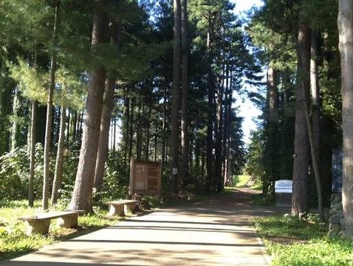 A path through the Foreign Tree Species Arboretum