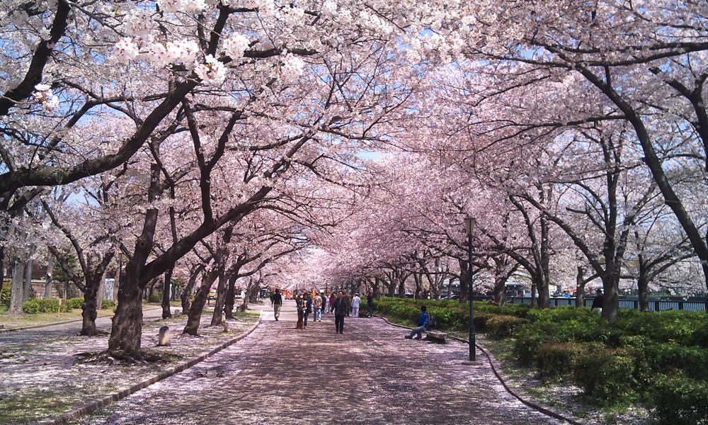 The Mint's cherry-blossom "Passage" in Osaka today