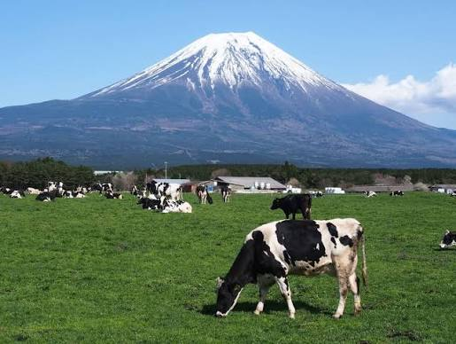 Dairy cows grazing on pastureland with Mount Fuji in the background