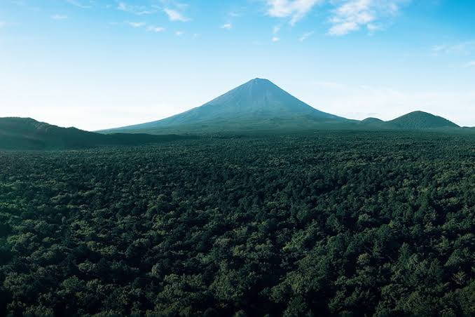 Mount Fuji seen from above the Aokigahara sea of trees
