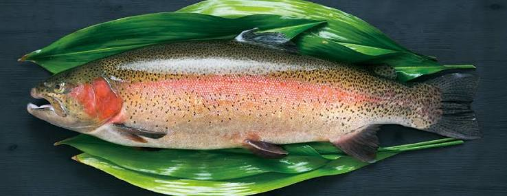 Fresh rainbow trout laid on leaves