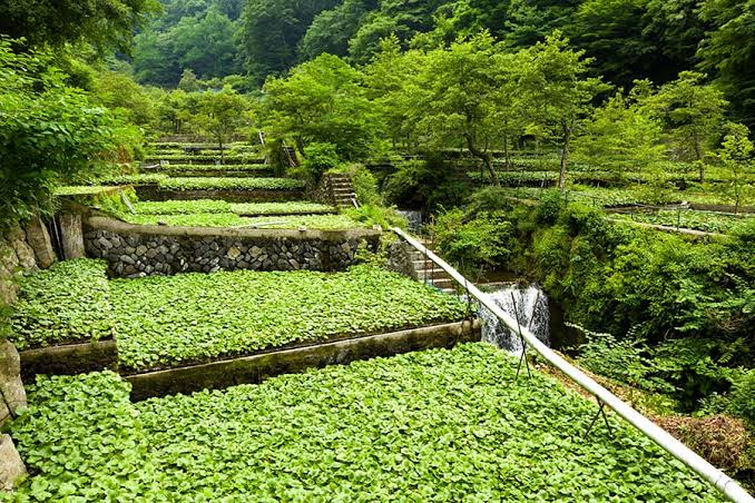 Terraced wasabi paddies spreading across a hillside