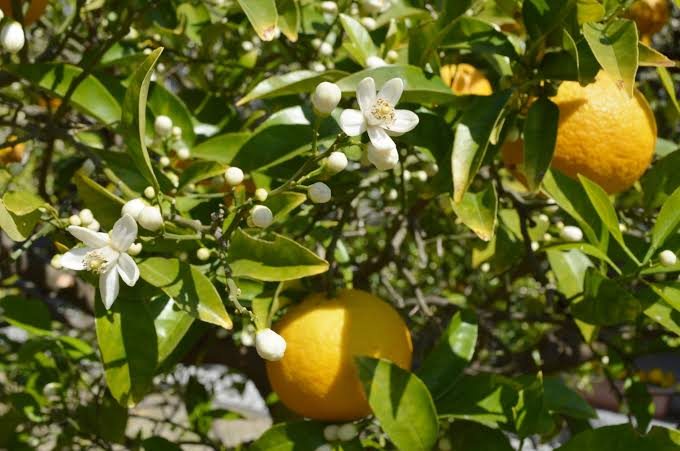 A natsumikan tree with blossoms and fruit