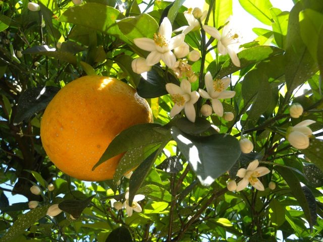Natsumikan fruit and blossoms
