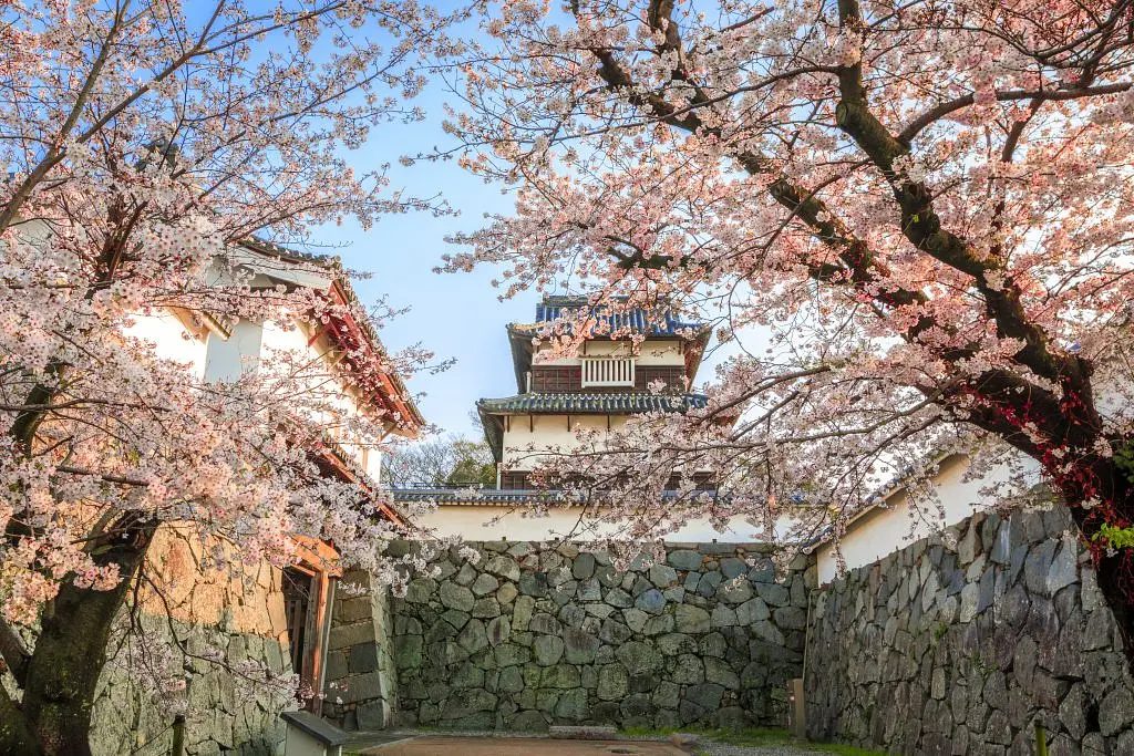 Cherry blossoms in Maizuru Park