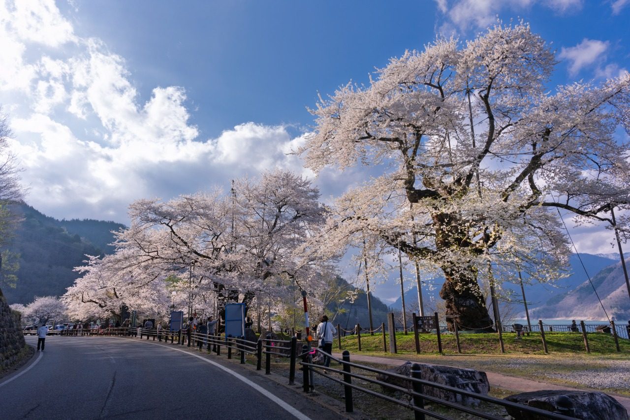 The Shokawa cherry trees