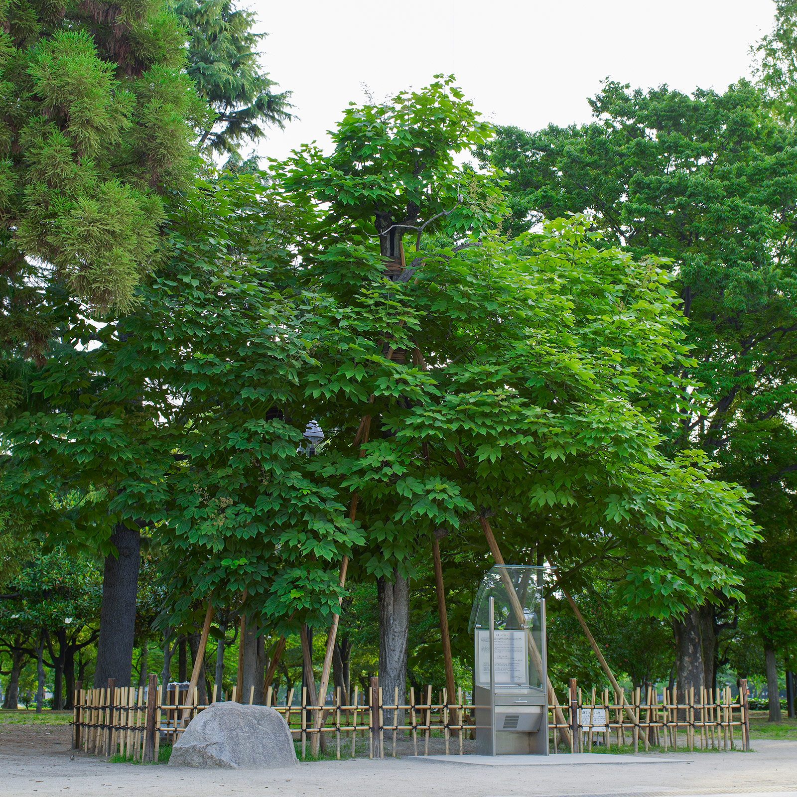 The A-bombed Chinese parasol tree