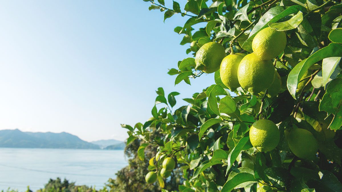 Inland Sea lemons