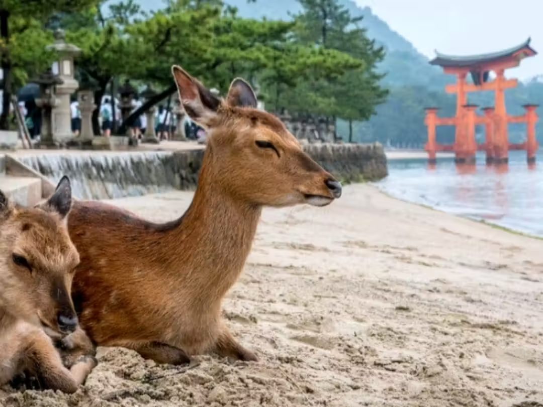 Deer on Miyajima