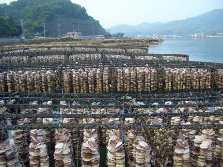 Hiroshima oysters