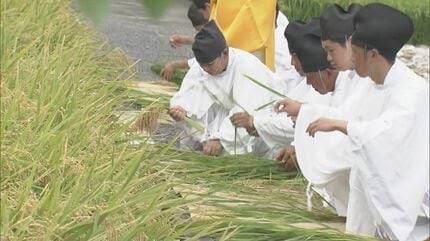 Participants in white robes harvesting rice by hand at the Nukiho-sai