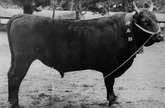 A historical record of a Jinseki breeding bull