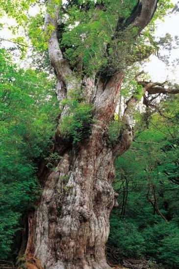 The huge, gnarled trunk of Jomon Sugi standing in Yakushima's forest
