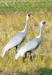 Two hooded cranes standing in a rice paddy