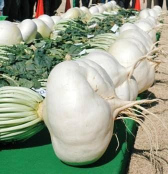 A row of oversized Sakurajima daikon radishes