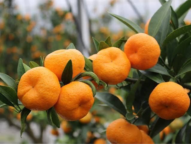 Tiny Sakurajima komikan mandarins growing on the tree