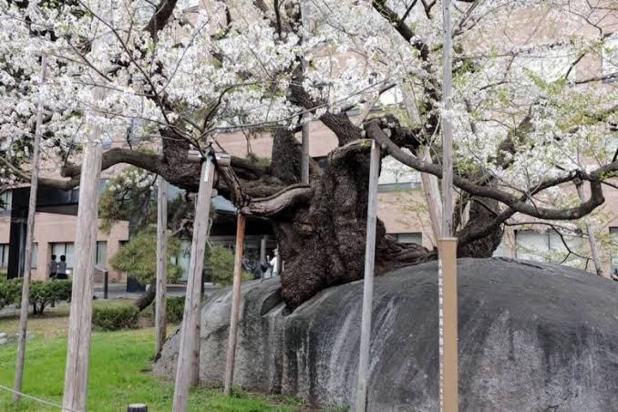 Ishiwarizakura, the rock-splitting cherry tree