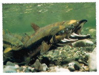 Salmon swimming upstream in the Nakatsu River