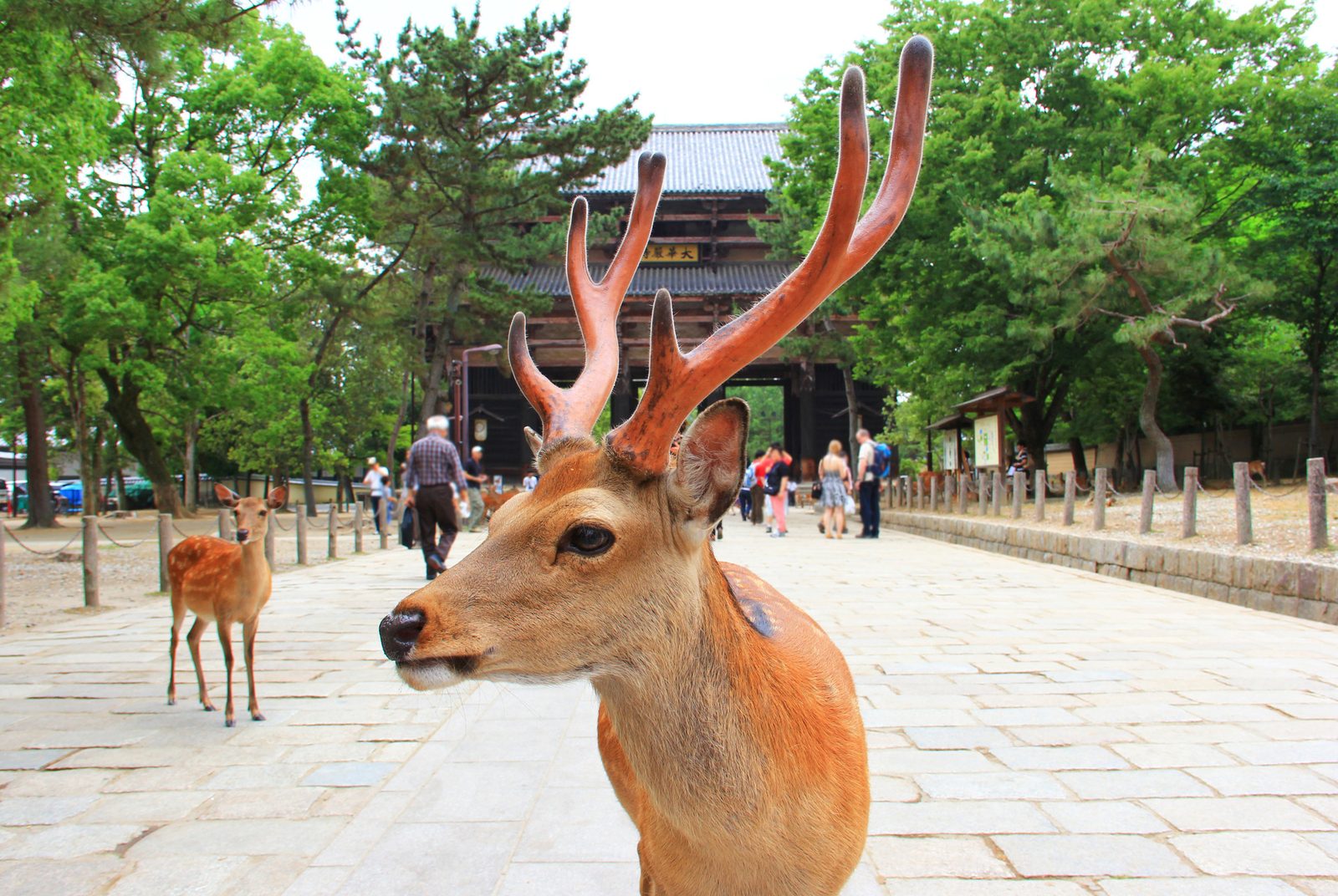 Deer in Nara Park and Todai-ji