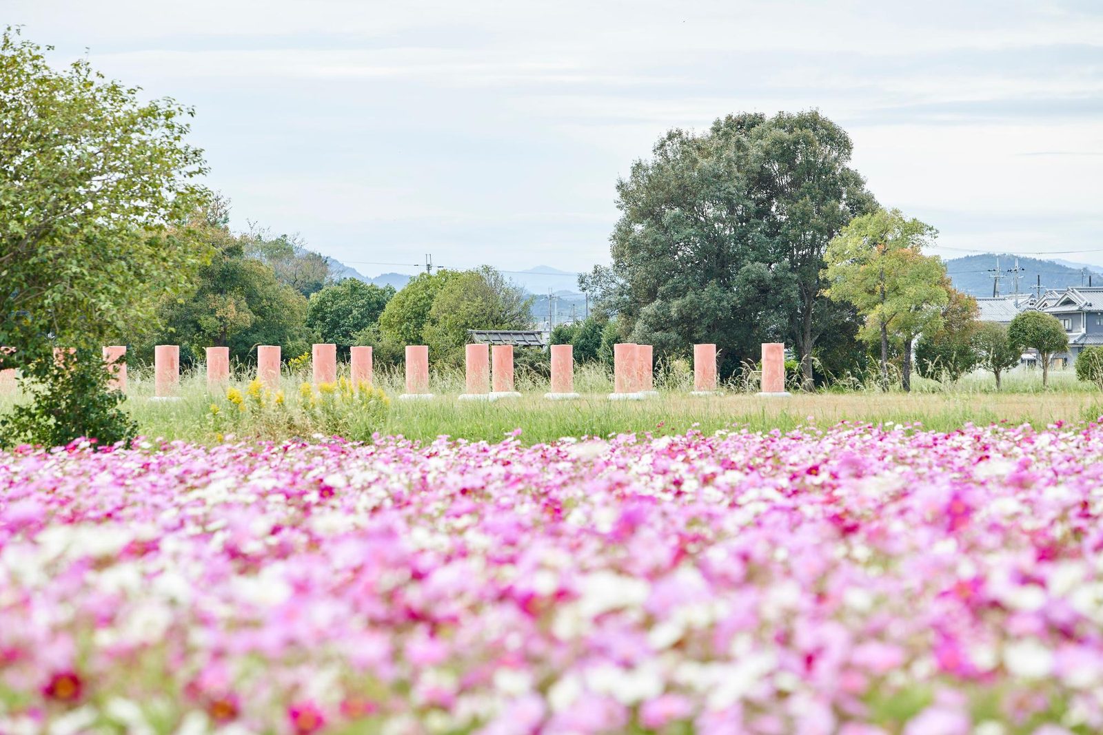 Cosmos and marked pillar rows at the Fujiwara Palace site