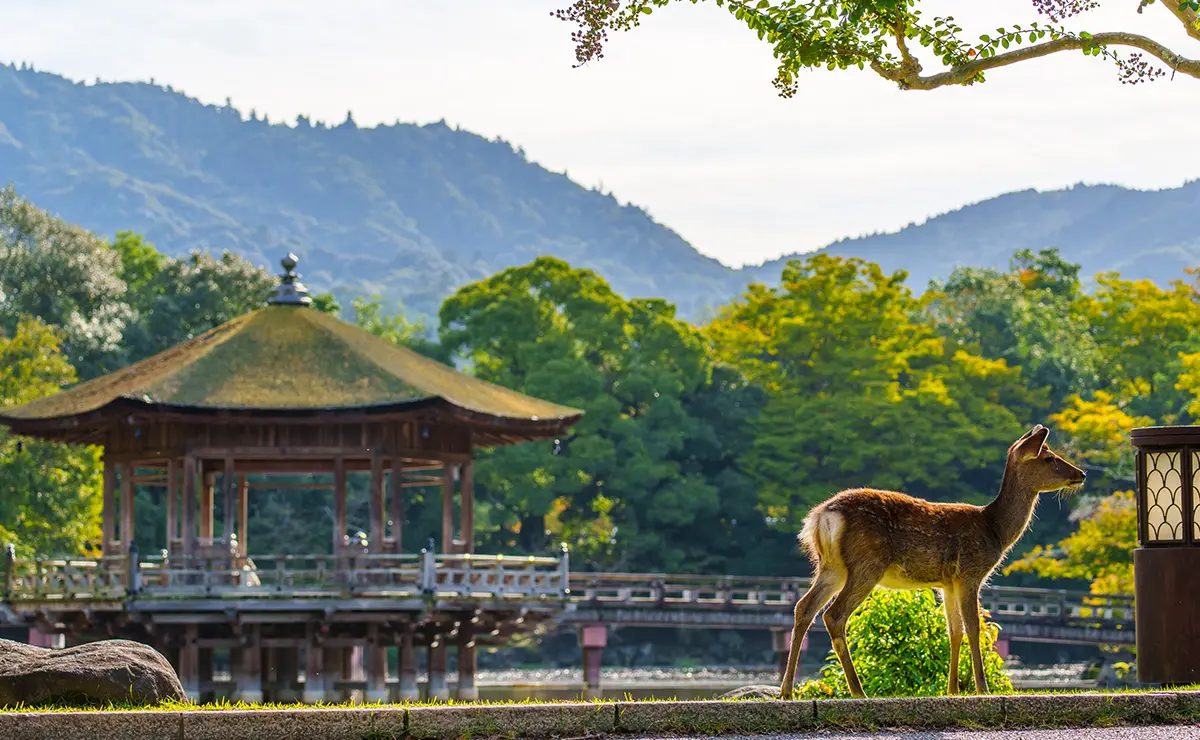 Ukimido pavilion and a deer