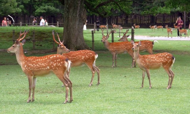 Deer in Nara Park