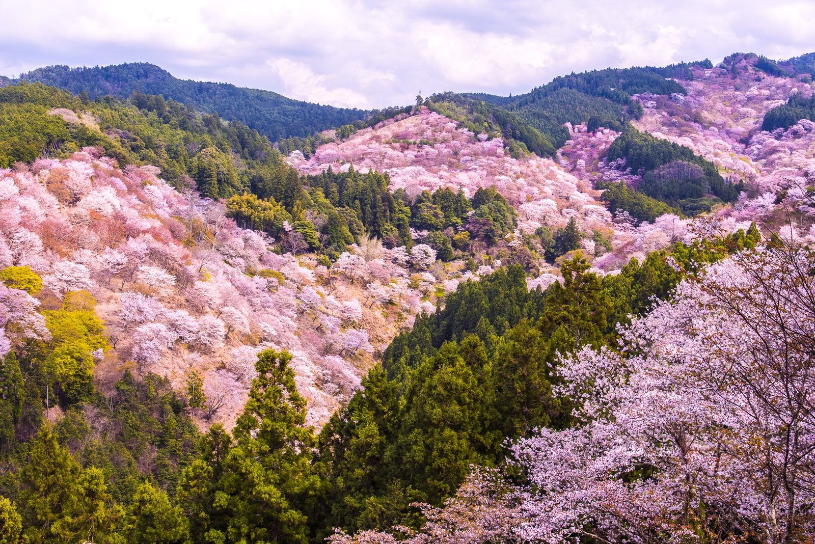 Cherry blossoms on Mount Yoshino