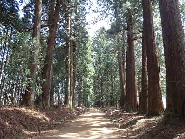 The Nikko cedar avenue
