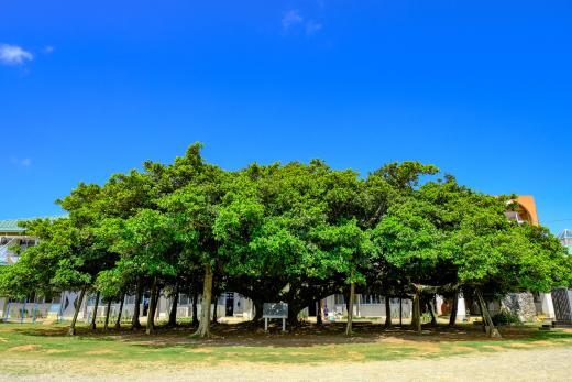 A large banyan (gajumaru) tree