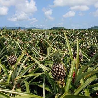 A pineapple field on Ishigaki Island