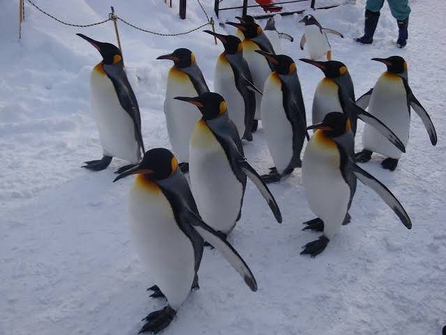 Penguins walking on snow