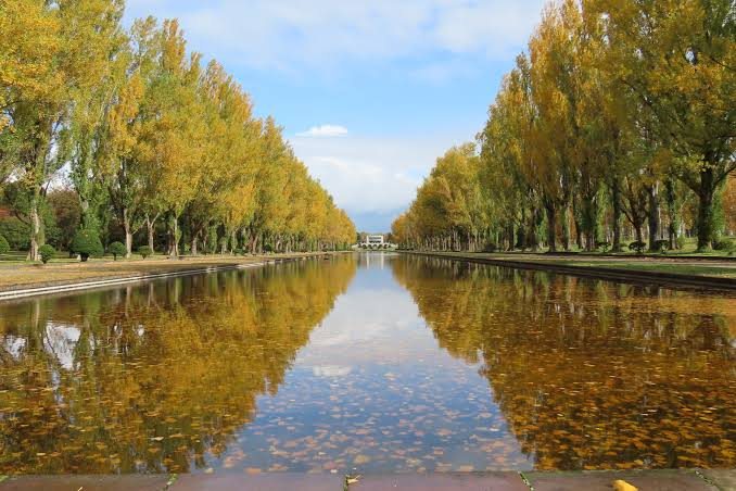 Poplars in autumn along a canal