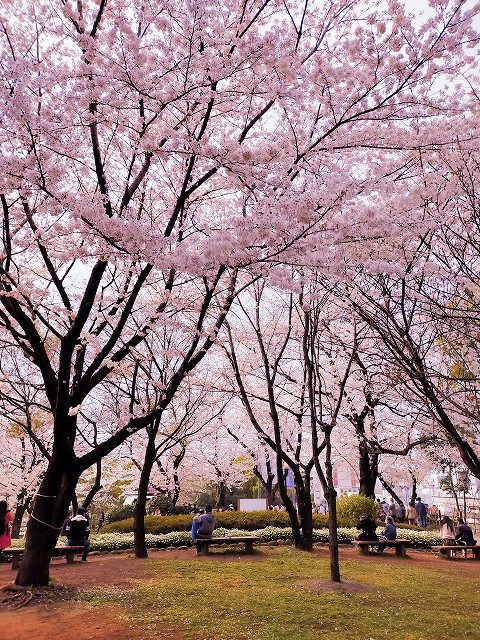 Cherry blossoms in Asukayama Park