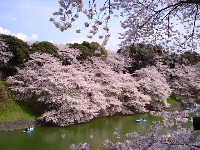 Cherry blossoms at Chidorigafuchi