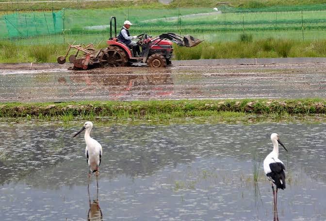 コウノトリ育む農法で管理された水田