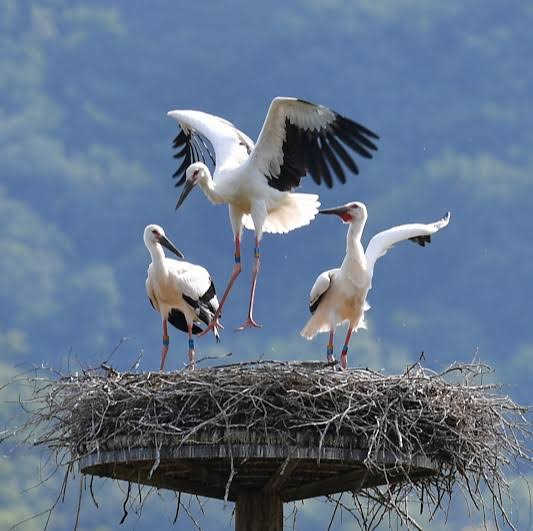 An Oriental white stork in flight