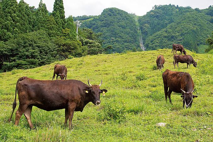 A herd of Tajima cattle grazing on a highland pasture
